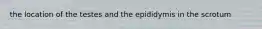 the location of the testes and the epididymis in the scrotum