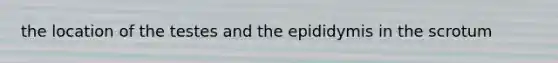 the location of the testes and the epididymis in the scrotum