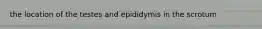 the location of the testes and epididymis in the scrotum