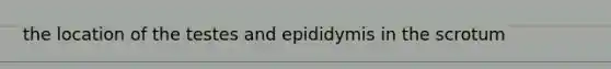 the location of the testes and epididymis in the scrotum