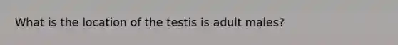 What is the location of the testis is adult males?