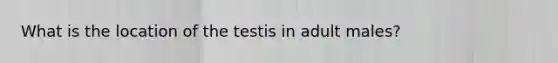 What is the location of the testis in adult males?