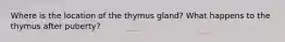 Where is the location of the thymus gland? What happens to the thymus after puberty?