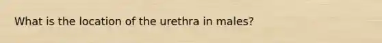 What is the location of the urethra in males?