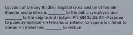 Location of Urinary Bladder Sagittal cross section of female Bladder and urethra is _________ to the pubic symphysis and _________ to the vagina and rectum. PIC ON SLIDE 84 •Posterior to pubic symphysis •In females is anterior to vagina & inferior to uterus •In males lies _________ to rectum