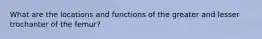 What are the locations and functions of the greater and lesser trochanter of the femur?