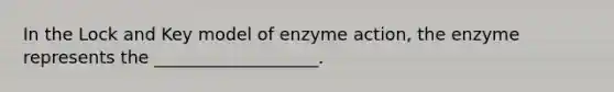 In the Lock and Key model of enzyme action, the enzyme represents the ___________________.