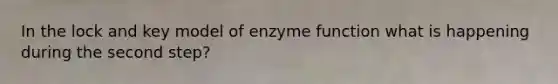 In the lock and key model of enzyme function what is happening during the second step?