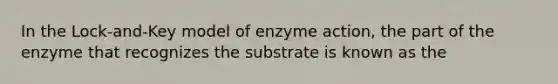 In the Lock-and-Key model of enzyme action, the part of the enzyme that recognizes the substrate is known as the