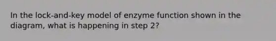 In the lock-and-key model of enzyme function shown in the diagram, what is happening in step 2?