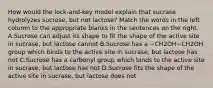 How would the lock-and-key model explain that sucrase hydrolyzes sucrose, but not lactose? Match the words in the left column to the appropriate blanks in the sentences on the right. A.Sucrose can adjust its shape to fit the shape of the active site in sucrase, but lactose cannot B.Sucrose has a −CH2OH‎−CH2OH‎ group which binds to the active site in sucrase, but lactose has not C.Sucrose has a carbonyl group which binds to the active site in sucrase, but lactose has not D.Sucrose fits the shape of the active site in sucrase, but lactose does not