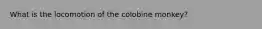 What is the locomotion of the colobine monkey?