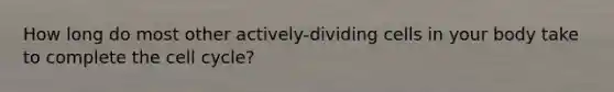 How long do most other actively-dividing cells in your body take to complete the cell cycle?