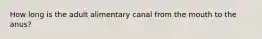 How long is the adult alimentary canal from the mouth to the anus?