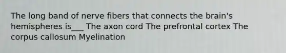 The long band of nerve fibers that connects the brain's hemispheres is___ The axon cord The prefrontal cortex The corpus callosum Myelination