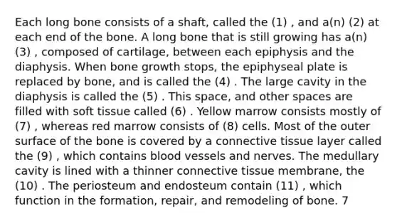 Each long bone consists of a shaft, called the (1) , and a(n) (2) at each end of the bone. A long bone that is still growing has a(n) (3) , composed of cartilage, between each epiphysis and the diaphysis. When bone growth stops, the epiphyseal plate is replaced by bone, and is called the (4) . The large cavity in the diaphysis is called the (5) . This space, and other spaces are filled with soft tissue called (6) . Yellow marrow consists mostly of (7) , whereas red marrow consists of (8) cells. Most of the outer surface of the bone is covered by a connective tissue layer called the (9) , which contains blood vessels and nerves. The medullary cavity is lined with a thinner connective tissue membrane, the (10) . The periosteum and endosteum contain (11) , which function in the formation, repair, and remodeling of bone. 7