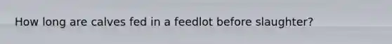 How long are calves fed in a feedlot before slaughter?