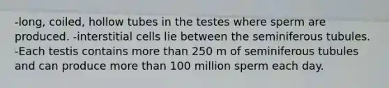 -long, coiled, hollow tubes in the testes where sperm are produced. -interstitial cells lie between the seminiferous tubules. -Each testis contains more than 250 m of seminiferous tubules and can produce more than 100 million sperm each day.