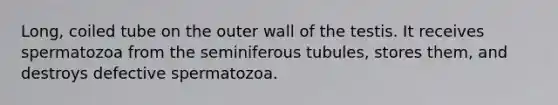 Long, coiled tube on the outer wall of the testis. It receives spermatozoa from the seminiferous tubules, stores them, and destroys defective spermatozoa.