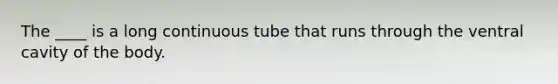 The ____ is a long continuous tube that runs through the ventral cavity of the body.