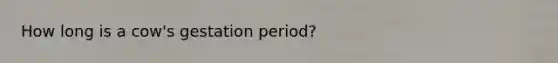 How long is a cow's gestation period?