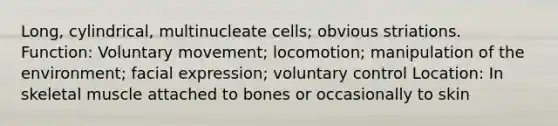 Long, cylindrical, multinucleate cells; obvious striations. Function: Voluntary movement; locomotion; manipulation of the environment; facial expression; voluntary control Location: In skeletal muscle attached to bones or occasionally to skin