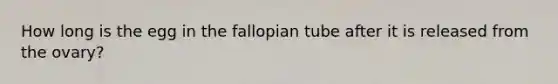 How long is the egg in the fallopian tube after it is released from the ovary?