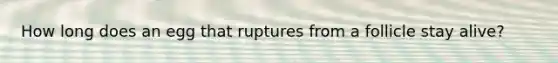 How long does an egg that ruptures from a follicle stay alive?