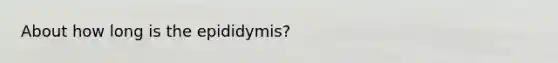 About how long is the epididymis?