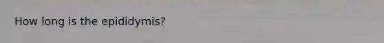 How long is the epididymis?