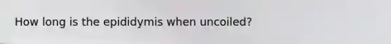 How long is the epididymis when uncoiled?