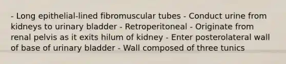 - Long epithelial-lined fibromuscular tubes - Conduct urine from kidneys to urinary bladder - Retroperitoneal - Originate from renal pelvis as it exits hilum of kidney - Enter posterolateral wall of base of urinary bladder - Wall composed of three tunics