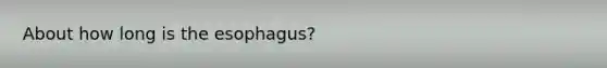 About how long is the esophagus?