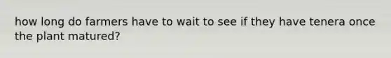 how long do farmers have to wait to see if they have tenera once the plant matured?