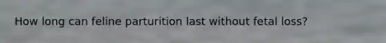 How long can feline parturition last without fetal loss?