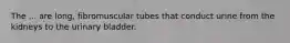 The ... are long, fibromuscular tubes that conduct urine from the kidneys to the urinary bladder.