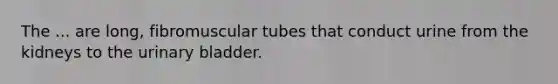 The ... are long, fibromuscular tubes that conduct urine from the kidneys to the urinary bladder.