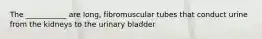 The ___________ are long, fibromuscular tubes that conduct urine from the kidneys to the urinary bladder