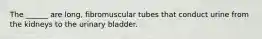 The ______ are long, fibromuscular tubes that conduct urine from the kidneys to the urinary bladder.