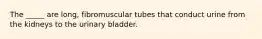 The _____ are long, fibromuscular tubes that conduct urine from the kidneys to the urinary bladder.