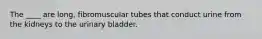 The ____ are long, fibromuscular tubes that conduct urine from the kidneys to the urinary bladder.