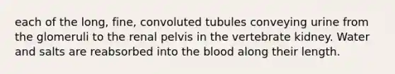 each of the long, fine, convoluted tubules conveying urine from the glomeruli to the renal pelvis in the vertebrate kidney. Water and salts are reabsorbed into <a href='https://www.questionai.com/knowledge/k7oXMfj7lk-the-blood' class='anchor-knowledge'>the blood</a> along their length.