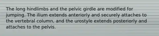 The long hindlimbs and the <a href='https://www.questionai.com/knowledge/k9xWFjlOIm-pelvic-girdle' class='anchor-knowledge'>pelvic girdle</a> are modified for jumping. The ilium extends anteriorly and securely attaches to the <a href='https://www.questionai.com/knowledge/ki4fsP39zf-vertebral-column' class='anchor-knowledge'>vertebral column</a>, and the urostyle extends posteriorly and attaches to the pelvis.