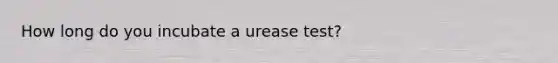 How long do you incubate a urease test?