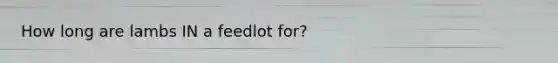 How long are lambs IN a feedlot for?