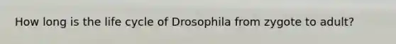 How long is the life cycle of Drosophila from zygote to adult?