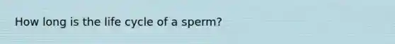 How long is the life cycle of a sperm?