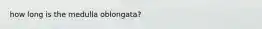 how long is the medulla oblongata?