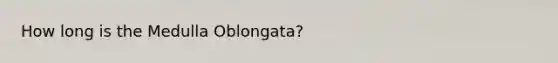 How long is the Medulla Oblongata?