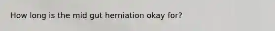 How long is the mid gut herniation okay for?